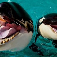 KraaiLawaai -Aaarg Ben Een Walvis