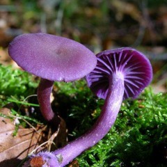 Beyond Frequency tribute mix - Josh Baker