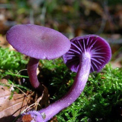 Beyond Frequency tribute mix - Josh Baker