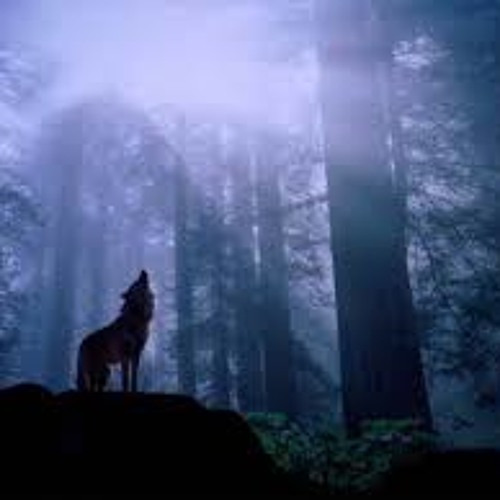 "Cantos Com Lobos"