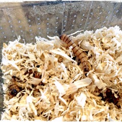 Radio Oberhausen: Dschungelprüfung für Verkehrsmoderator