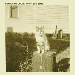 Un gato de la Nueva Era