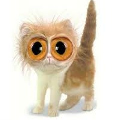 Willst Du Mit Mir Mp3