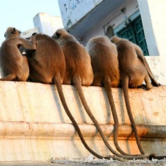 the_higher - L'invasion Des Singes Sodomites