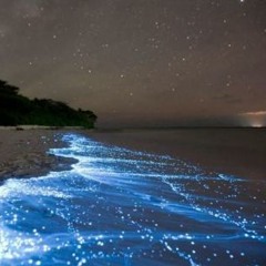 Glowing Seas