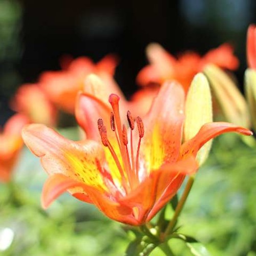 Blossom Orchestra