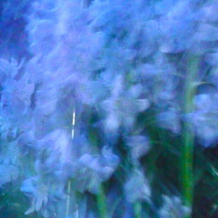 A dream amongst the flowers ...