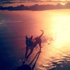 Bill's Eels - Dog on the knobs productions - Heart Soul Life