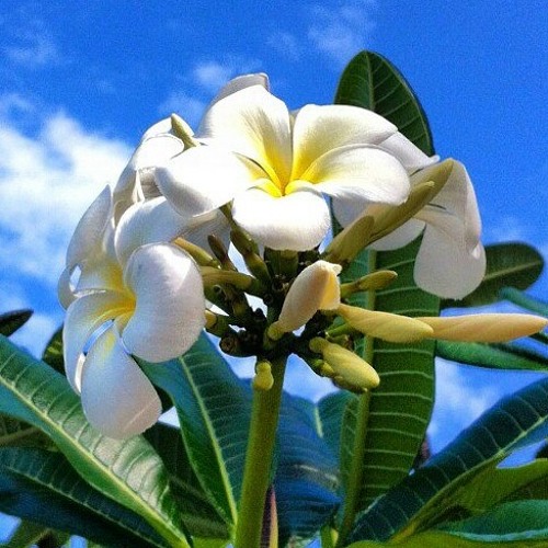 sound 2 at Orange Blossom Trail