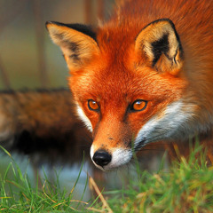 The Fox