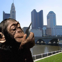 City Chimp