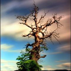 IF I WAS A TREE