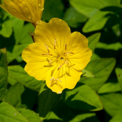 JKT48 - Tsukimisou (acoustic cover)