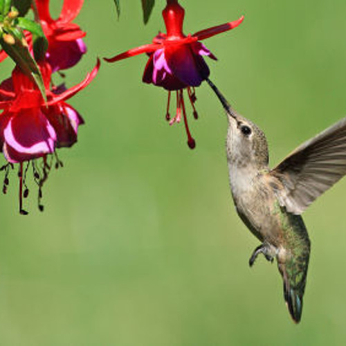 UtifulNectar