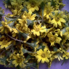 Okidoki - takkan ada aku lagi (cover)