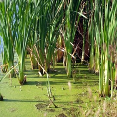 Sourfly - Swamp Grass VIP 01.3