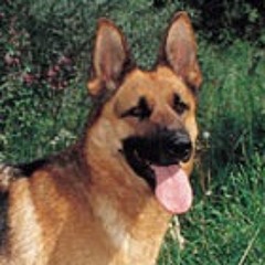 thinkign about bones v2