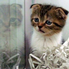 Sadnimals
