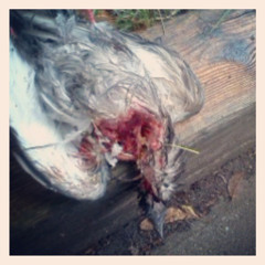 Scribble- Live at 80 Gladstone