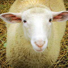 i.like.sheep.