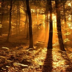 Goldfox - back to the woods