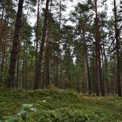 very south of heaven (Slayer remix)