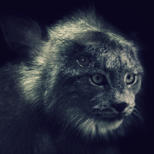 124-cavecat