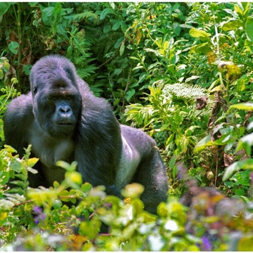 Hughes & Ballantine - Bondo Ape