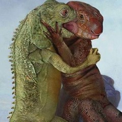 spirit animal