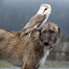 Hoots & Owls