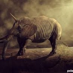 Toni van Gog - Elecorn