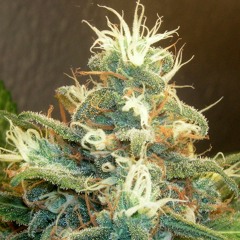 "7" from beatwave! pt. 2