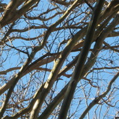 Excerpts from 'Ode to a Nightingale'