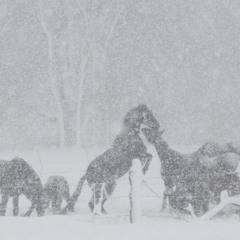 Wild Horses (Snowdaze Version)