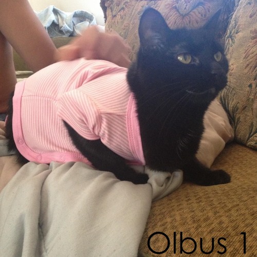 Forever A Supplement