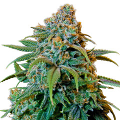 Joe Rogan - Why Cannabis Is Illegal