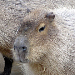 Capybara Dance