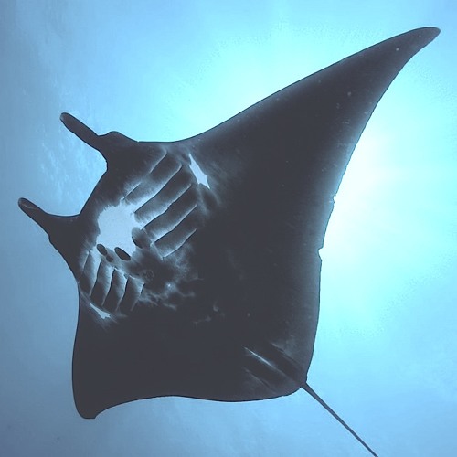 Mantarochen
