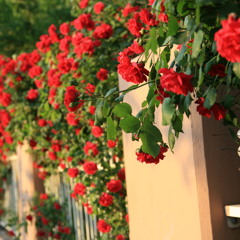 Nụ Tầm Xuân - Minh Quân