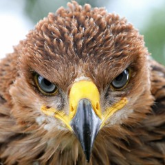 On The Wings Of The Eagle (soundtrack)