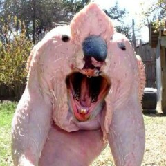 Barny the purple dinosaur killed Elmo