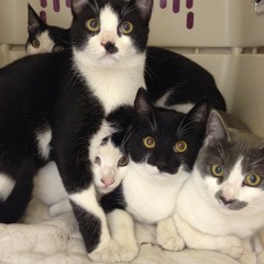 Purrfectly Defected! Presented by Team Cats! (see description)