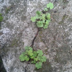 No Sense (Cat Power cover)