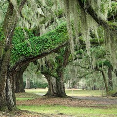 Resurrection Fern