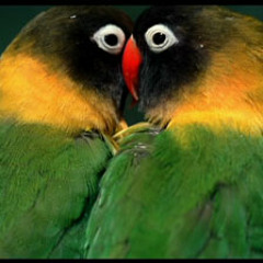 Fleuri Bozz feat  Mailey_lanmou pas fasil