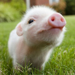 oink oink!