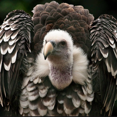 Vulture Surprise
