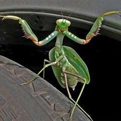 DJ GUV - MANTIS