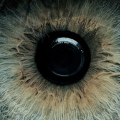 Deeper shaded Electronica January