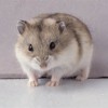 R.I.P MY Hamster